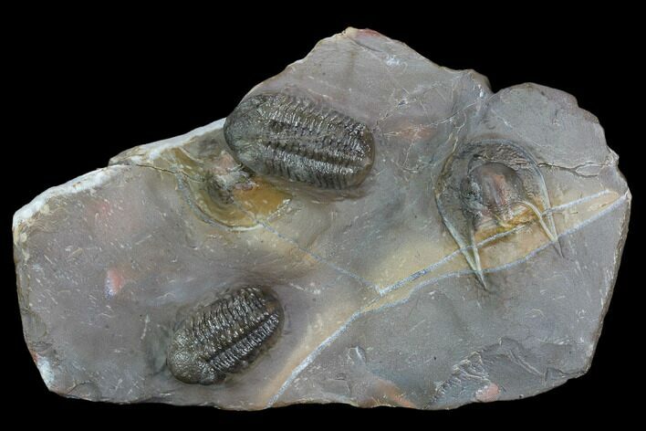 Two Austerops Trilobites With Partial Harpid - Jorf, Morocco #127737